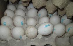 Новости » Общество: В Крым из Украины не пропустили 600 паков яиц