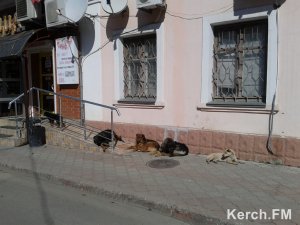 Ты репортер: В центре Керчи своры собак кидаются на машины