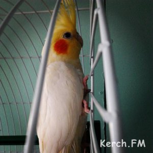 Общество: Керчане помогли найти потерявшегося попугайчика