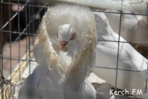 В Керчи показали необычных голубей