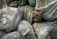 В Крыму не хватает печей для сжигания мертвых животных