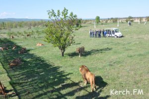 В Крыму слепая львица родила здоровых львят