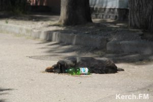 Новости » Общество: В Керчи на последний звонок возле школ потравили собак