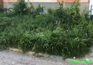 Керчане просят покосить траву во дворах