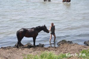 В Керчи на «Черепашке» купались лошади