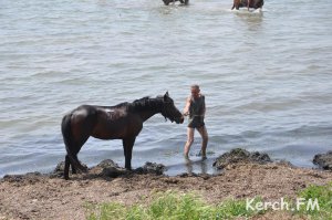 Новости » Общество: В Керчи на «Черепашке» купались лошади