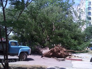 В Керчи ветер свалил дерево на дорогу