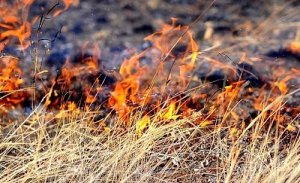 МЧС Керчи напоминает, как избежать возгорания сухой травы