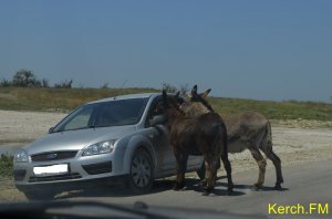Автомобиль керчан на дороге под Керчью атаковали ослы