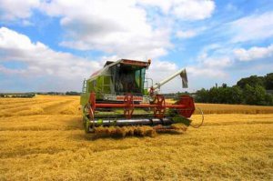 В Крыму сократилось производство сельхозпродукции
