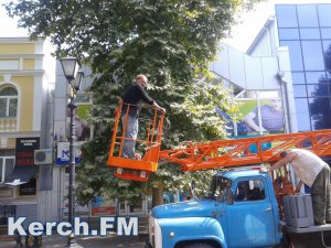 Новости » Общество: В центре Керчи коммунальщики  обрезали ветки  деревьев