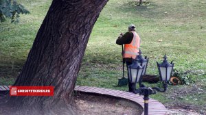 Новости » Общество: В Керчи возле горсовета обрезали ветви деревьев