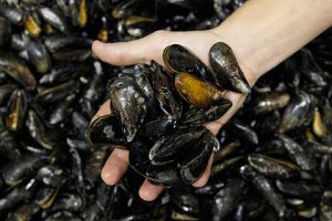 Новости » Общество: Крымские мидии заменят импортные морепродукты