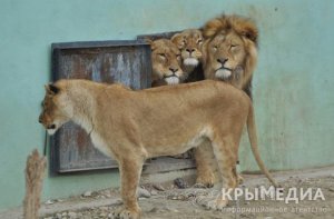 Новости » Общество: В «Тайгане» слепая львица родила тройню