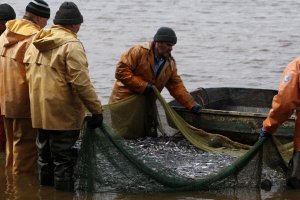 Часть выловленной в Крыму рыбы идет на материк