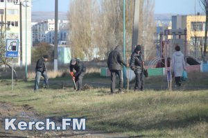 Новости » Общество: В Керчи по шоссе Героев Сталинграда высаживают деревья