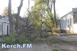 Новости » Криминал и ЧП: В Керчи из-за сильного ветра падают деревья (видео)