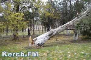 Ураган в Керчи оборвал электролинии, повалил деревья,  билборды и светофор