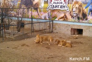 Новости » Общество: Владелец крымских зоопарков Зубков обжалует приговор