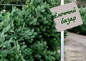 В Крыму начинаются проверки незаконной торговли хвойными деревьями