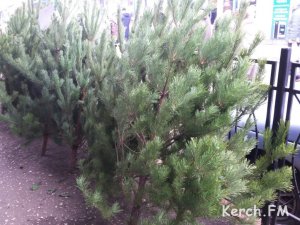 Новости » Общество: В Керчи началась продажа новогодних елок