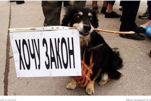 Госсовет Крыма в декабре рассмотрит законопроект о защите домашних животных
