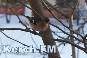 Фотографии зимних птиц Керчи