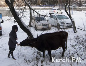 В Керчи в жилом районе заблудились четыре коровы