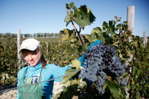 В Крыму к уборке винограда хотят привлекать студентов