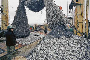 Новости » Общество: На развитие рыбохозяйственной отрасли Крыма обещают 200 млн рублей