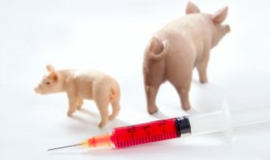 Новости » Общество: Ветеринары Крыма не выявили у свиней гриппа H1N1