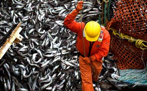 Инвесторы хотят  вложить в рыбное хозяйство Крыма пять млрд рублей