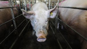 Новости » Общество: Фермеры пытаются скрыть падеж свиней из-за АЧС, - главный ветврач Крыма