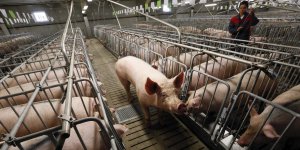 В Крыму за неделю из-за АЧС погибло около 500 свиней