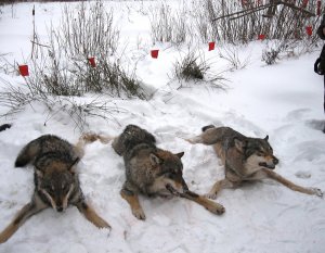 Под Керчью запретили охотиться на волков