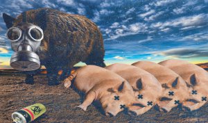 Чума свиней в Крым пришла из Ростова и Краснодара