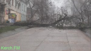 В Керчи на дорогу упало дерево