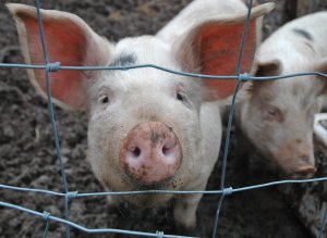 Новости » Общество: Крымчане за изъятых в зоне эпидемии АЧС свиней получили 77 млн
