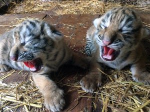 Новости » Общество: В крымском зоопарке «Сказка» родились амурские тигрята