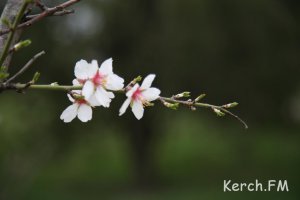 В Керчь пришла  весна (фото)
