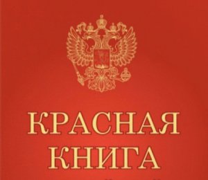 Новости » Общество: Красная книга Крыма насчитывает около 70 видов редких птиц