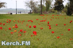 Ты репортер: Ветреная весна в Керчи (фоторепортаж)