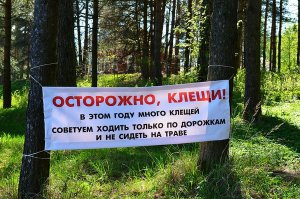 В Крыму возрастает число пострадавших от укусов клещей