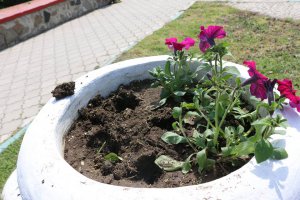 Новости » Общество: В Керчи вандалы выкопали цветы из клумб
