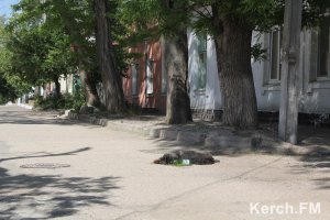 В Керчи администрация решила убивать бездомных животных