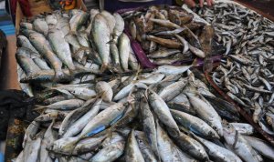 Новости » Экономика: Легализовать в Крыму рыбалку не дает бюрократическая оптимизация