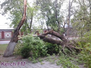 В Керчи ветер сломал большое дерево