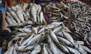 Новости » Общество: Пограничники Крыма с начала года изъяли 600 кг рыбы