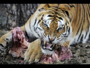 Ветслужба Крыма арестовала 3,5 тонны мяса для тигров из «Сказки»