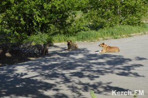 В Керчи за полгода от укуса бездомных животных пострадал 251 человек